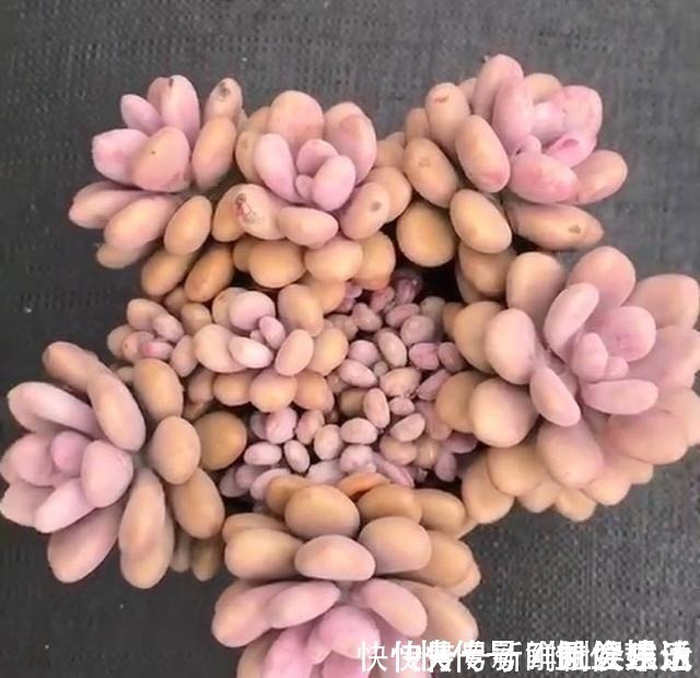 观音莲|养多肉,就养这“6盆”,越长越肥,颜色越来越好看,太美了!