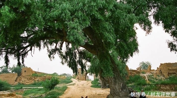 种植|古人说的：“五树进宅，人穷家败”，是指哪5种树，为何不能栽？