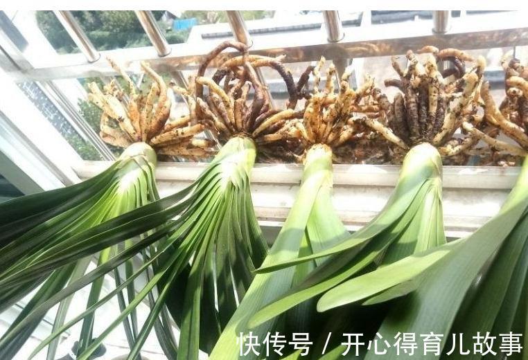 秋后养君子兰，喂上2种肥，注意3个细节，保准开花多长势旺