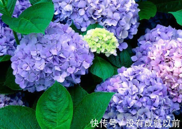 花海|高层阳台，建议安排2类花卉，一类长成花海，一类长成花瀑布