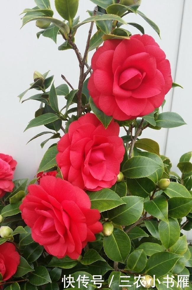 茶花经常开不起来就谢了, 花农告诉你注意什么