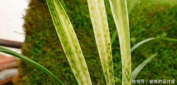 解决|兰花出现麻叶是咋回事?该怎么办?兰友:3种情况,3种解决方法