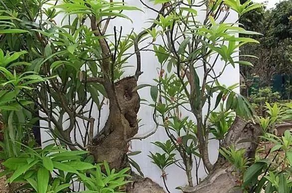 树桩|爷爷河边钓鱼偶遇老桩,搬回家做成盆景,比舍利干好看一百倍