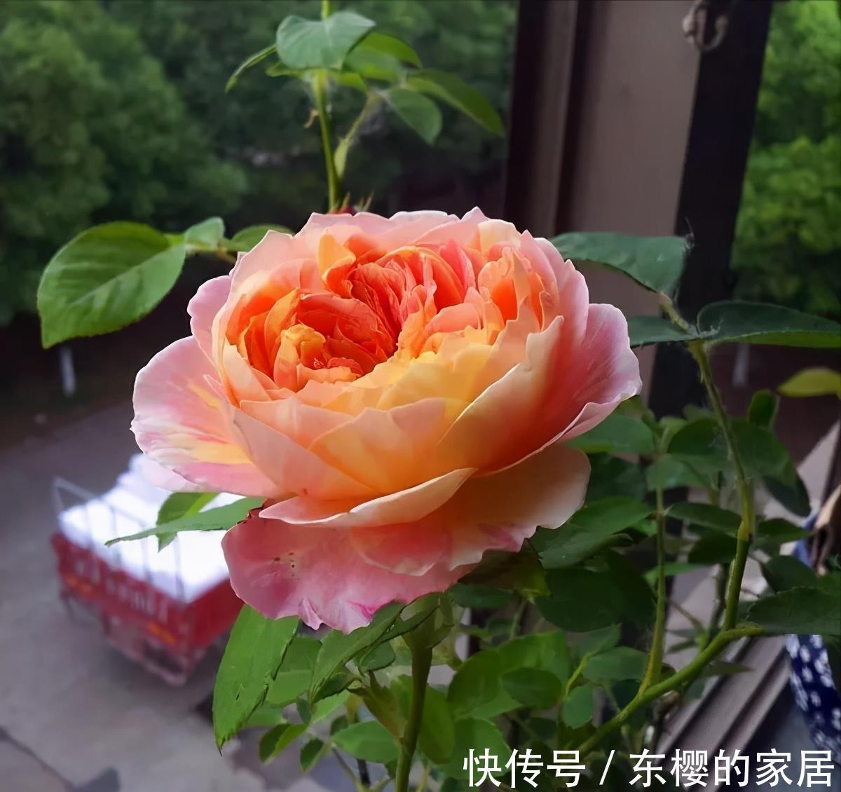 多元素|4种“漂亮花”,现在快入手,晒晒太阳就开花,越冷越漂亮