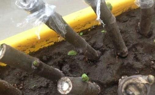想要扦插无花果,4个细节让成活率翻倍,花友们都了解嘛