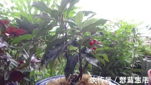 农村|灌木丛里的小红果,过去摘来当零食,殊不知是珍贵的“黄金万两”