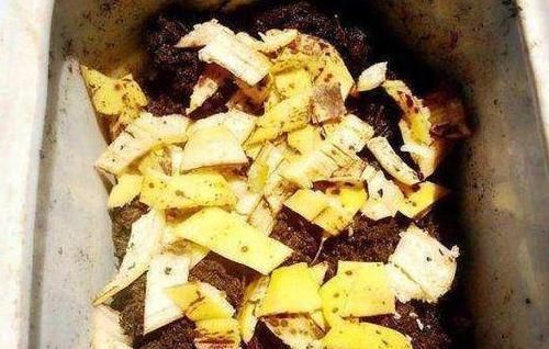 植物|养花不用买营养液,准备好香蕉皮,盆栽植物叶子不泛黄