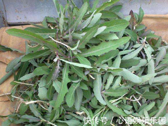 苦味|味道堪比苦瓜难入口，却是农民眼中的上品野菜，人称“凤尾”
