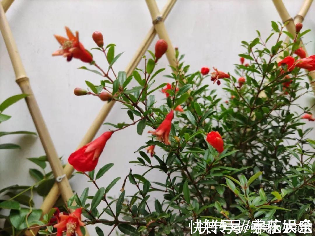 家里养盆“招财花”,一年四季开红花结红果,“招财旺运”又红火