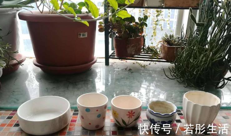 花盆|想给多肉提升颜值?挑选花盆注意这3细节,盆栽美美哒