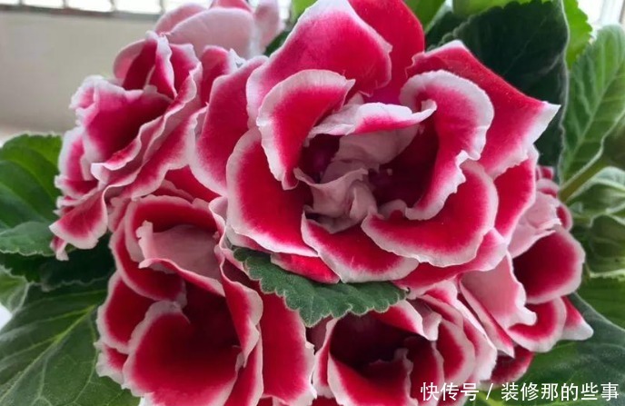 谁见了都喜欢的4种花,好养又漂亮,阳台变成“五彩”花园!