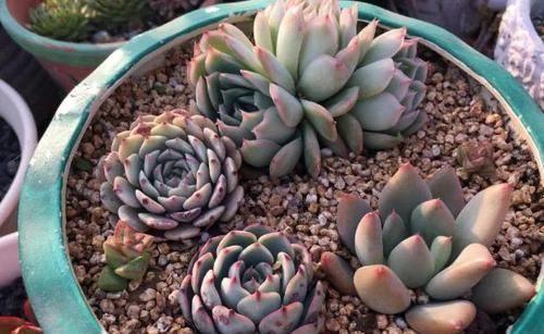浇水|露养多肉,别只求“不死”了,这么办保管越来越美!