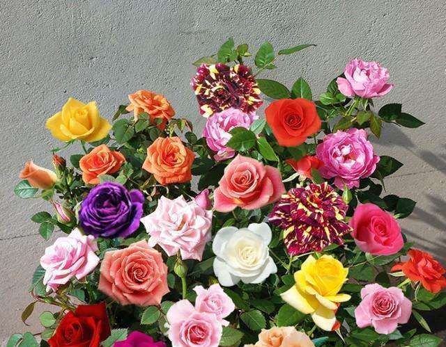 家里放盆栽,有“2养2不养”之说,懂花的人都明白