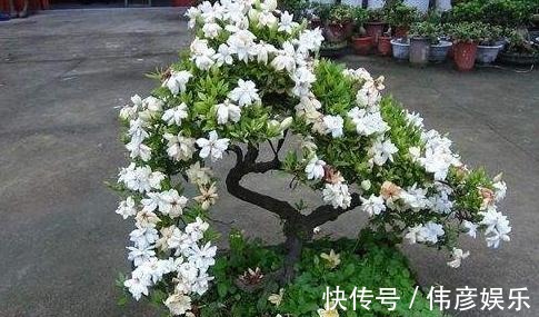 为什么栀子花总是掉花苞,看看养护你做对了吗