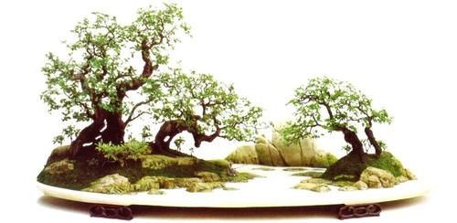 11株苗扎堆，不是柴火，而是一道苍山叠翠山水风光的水旱盆景！