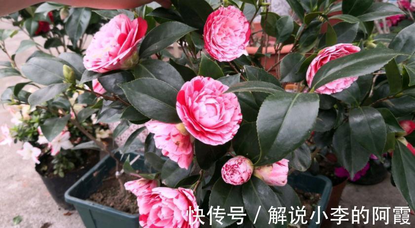 花友们|现在入手茶花,该怎么打理盆栽,让植株春节前后花开正盛?