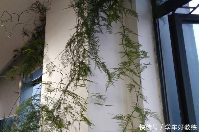 懂花的人,都不在客厅养“5种花”,会被人笑话,家里有的快处理!