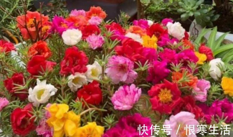 此花超漂亮，沾土就活，比牡丹还美，年年开花美翻
