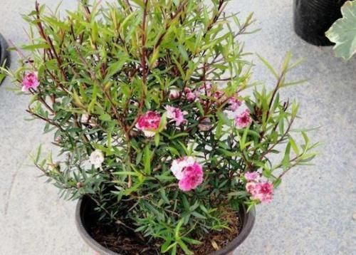 此花名字里带“松、梅”二字，却不抗冻，适合春天培育