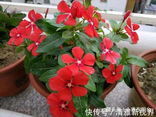 松松盆土|扦插长春花，有1个“技巧”，1棵养出30棵，棵棵开爆盆，好美！