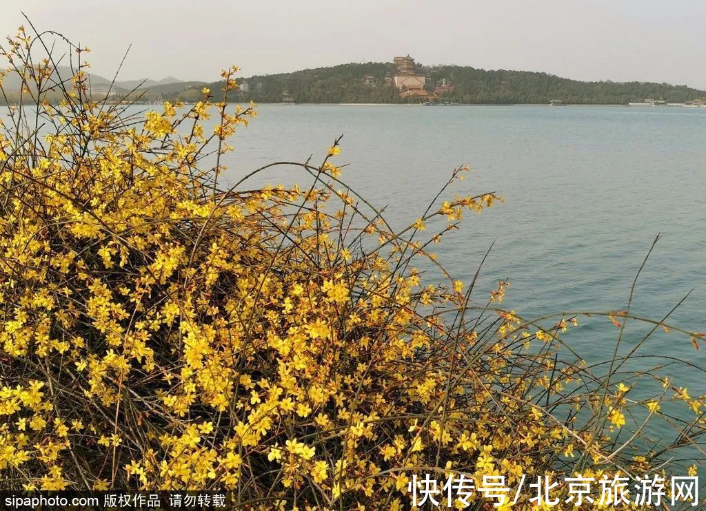 北京市|虎年的迎春花开了！3月京城即将迎来颜值巅峰~