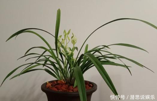 兰花|兰花、君子兰最喜欢这种“废物”,配土加一点,大白根挤满盆