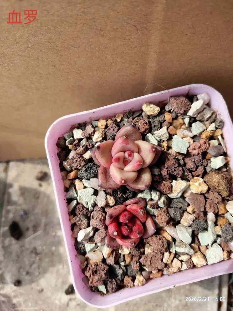 养肉多年的新手我相信它们一定可以变得更美丽！