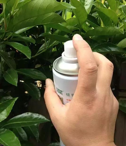 4种花再好看也别买,养不活不值钱,还惹一肚子气!