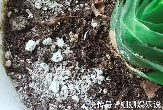 花草生虫害该如何解决学会''3种灰''的用法,养花不再头疼