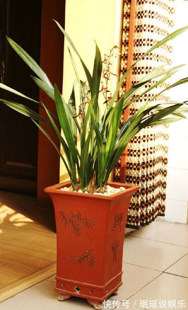 春兰惠兰建兰傻傻分不清楚看一点就明白，注意遮阴浇水，花特多