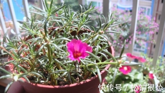 春天|养太阳花、长寿花、石竹,春天把握住“细节”,开花才漂亮