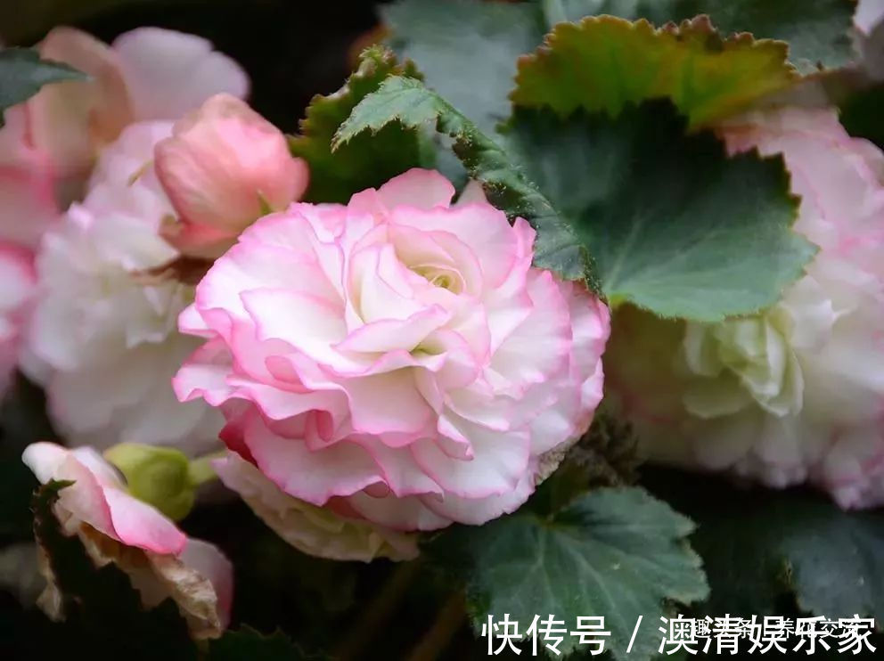 四个形态各异的秋海棠品种,你喜欢观叶的还是观花的