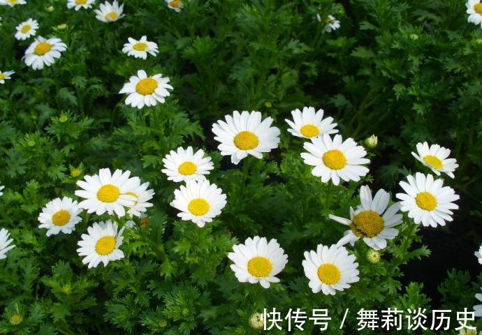 咳嗽|小儿积食,咳嗽发热紧跟其后,急需清热润肺,消滞和胃