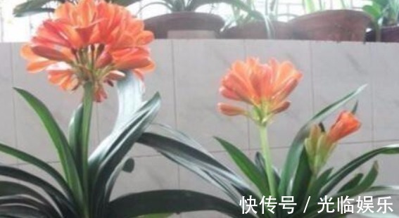 1种“天然油脂”埋盆里,君子兰爆盆了,开得盆里“挤不下”