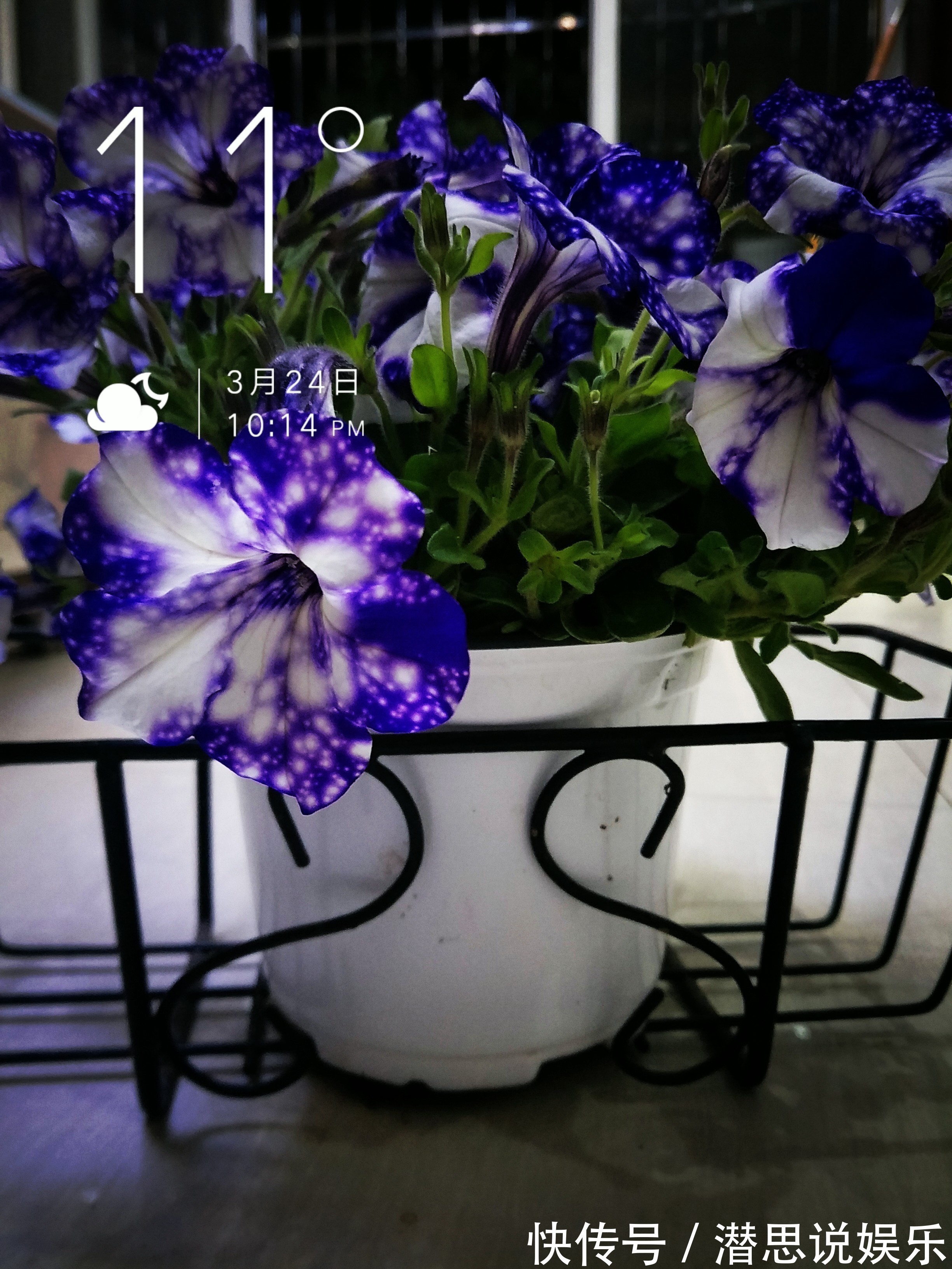 最美矮牵牛花—星空,花色梦幻美丽,周年开花不停,植株低矮好养