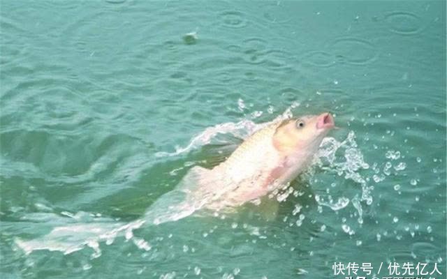 春季钓鱼,打窝不当小杂鱼容易闹窝,做这些调整,提升聚鱼效果