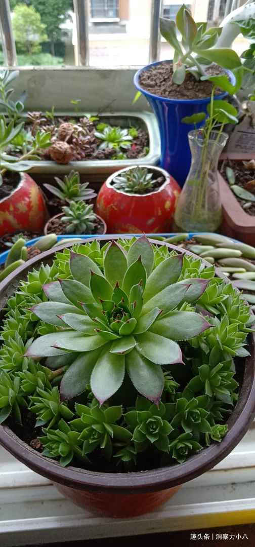 观音莲需“虐养”，勤做三动作，撒欢长易群生，次月爆崽一大圈