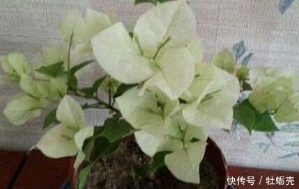 施肥|想要养好花,记住1句话,10种盆栽都能用,养1盆爆1盆!