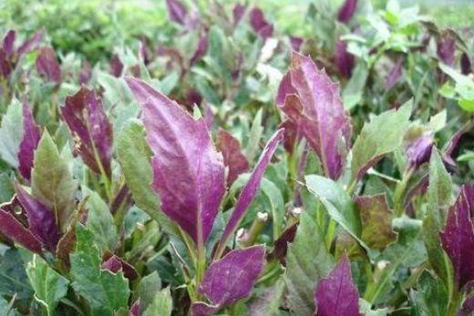 排毒|人到中年适合常吃3种食物，补水润肤，排毒抗衰，肌肤水嫩又光滑