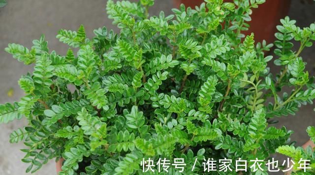 这“3种”树，养成室内“老桩盆景”，观赏价值高，越养越耐看