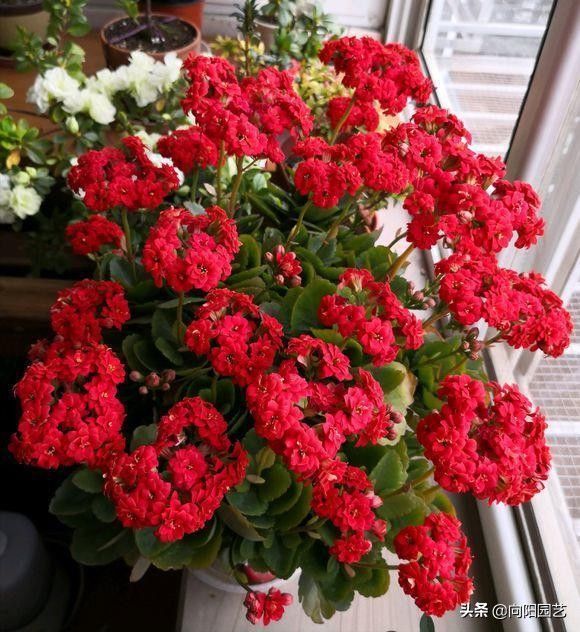 长寿花开花少，就是没施肥，用大肥，暴晒太阳，花苞开满盆