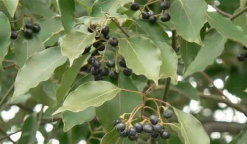  它是天然“化疮药”, 每天吃一点, 消肿化瘀, 痔疮肉球都不见