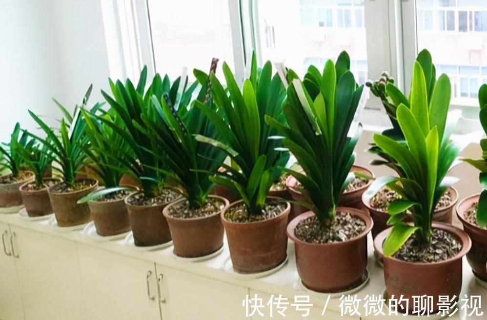 5种公认的富贵花，适合养客厅，贵气又吉祥，有钱人家都爱养