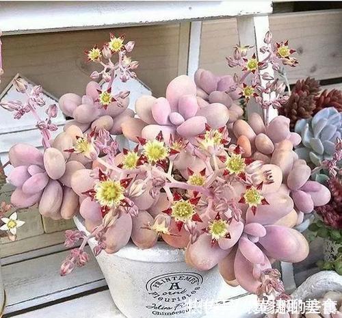 小老桩|5种多肉植物,开花别剪掉,像中奖一样很少见,你家养过几种?