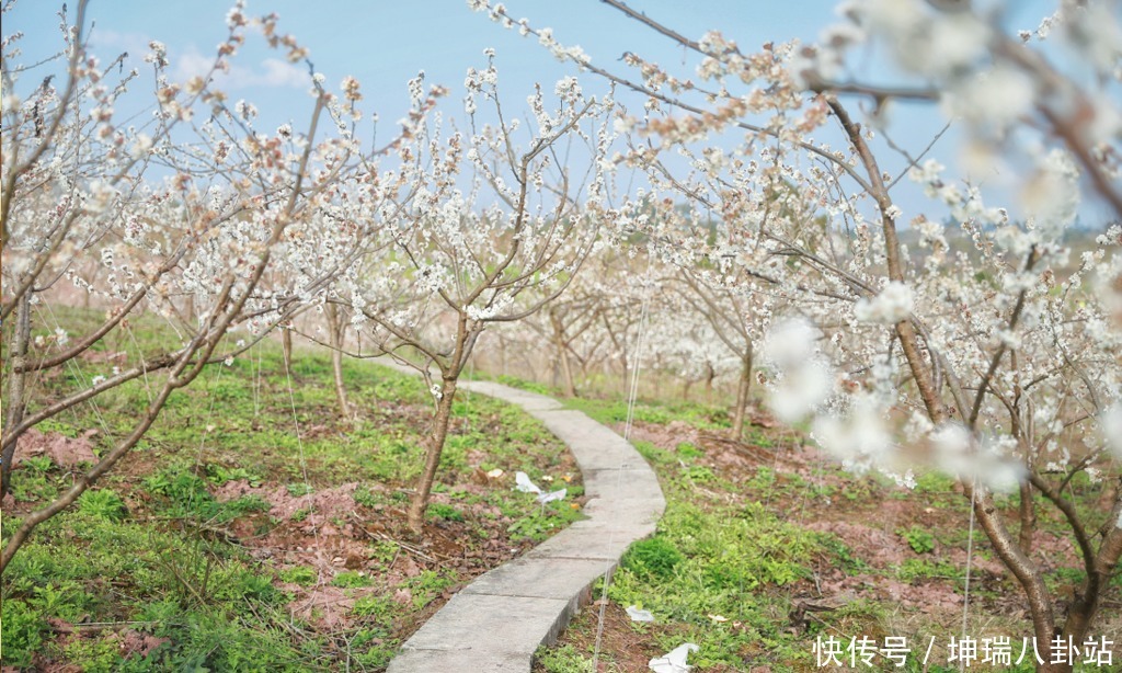 约吗？去武胜赏樱花