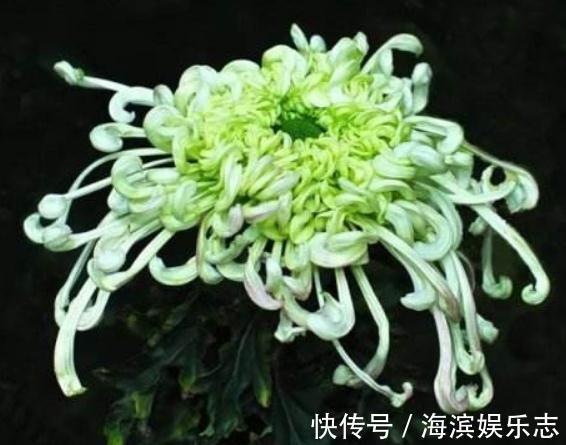 养“菊”不用多,“一盆”就足够,花朵大又艳,一年到头都爆花