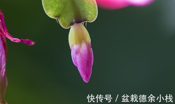 34种常见花草耐冻极限温度,哪些该搬到室内养,一清二楚