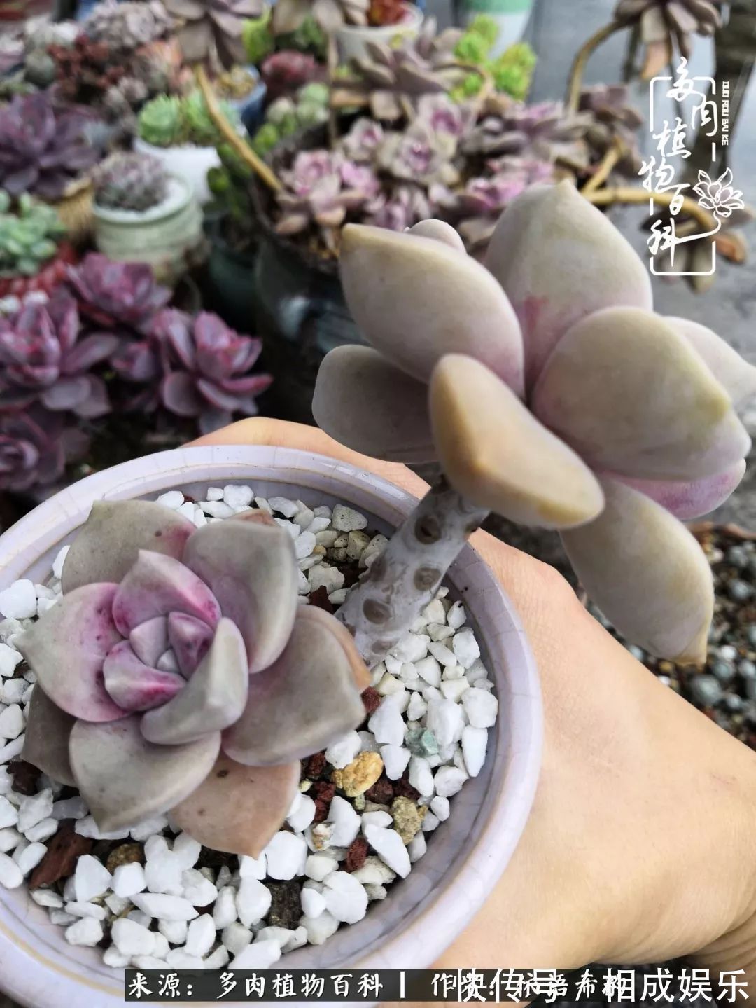 何以解忧,唯有多肉!目光所及,皆是喜欢!