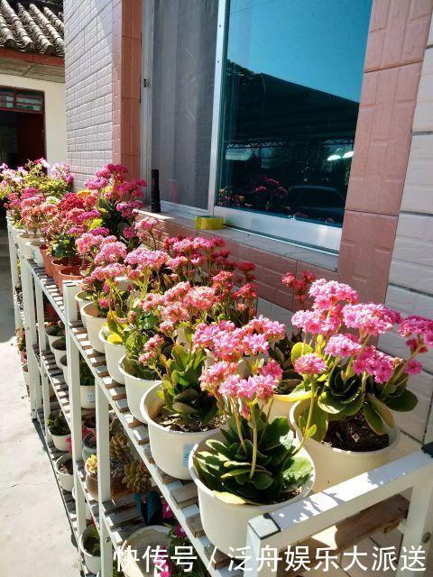 长寿花的花苞长得很少是怎么回事儿?注意这“4点”,让花苞满头