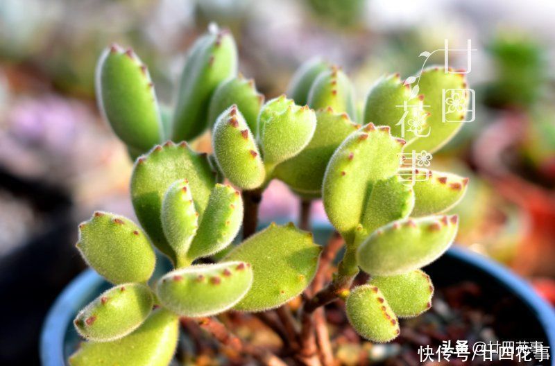 叶子|多肉中的熊孩子，爱掉叶变光杆，4个方面做到位，爆盆还染红指甲